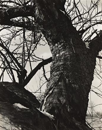 PAUL STRAND (1890-1976) Trees and Snow, New England. Circa 1940s.                                                                                